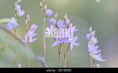 Profumati ammassi di fiori di malva blu (Thelymitra Fragrans) in condizioni di scarsa illuminazione al Gibraltar Range National Park, NSW, Australia Foto Stock