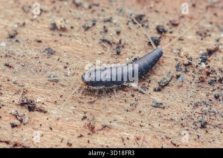 Insetto di pesce argentato con lunghe antenne che strisciano su una superficie di legno polverosa, macro primo piano che mostra il corpo grigio segmentato e le caratteristiche dei parassiti a indo Foto Stock