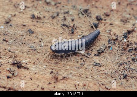 Pesce argentino che strizza su grani di legno testurizzati in un macro primo piano, evidenziando il comportamento notturno dei parassiti domestici e potenziali danni alla carta, fabr Foto Stock
