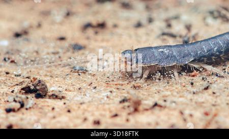 Insetto di pesce argentato, un comune parassita domestico, che strizza su una superficie sabbiosa marrone chiaro, con particelle di sabbia aggrappate alle gambe e alle antenne in un macro Foto Stock