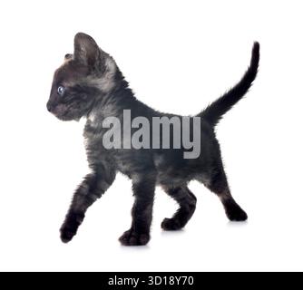 Gatto bengala davanti a uno sfondo bianco Foto Stock