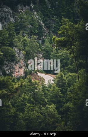 Una strada tortuosa che attraversa una fitta pineta in montagna Foto Stock