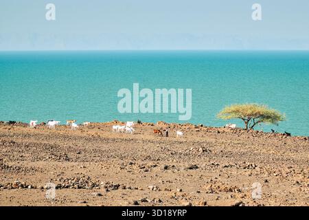 Vista panoramica delle capre che pascolano tra l'albero di acacia sulle rive del lago Turkana nel distretto di Loiyangalani, Kenya Foto Stock
