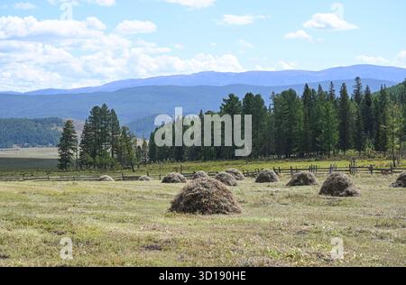 Prato verde con fieno raccolto in una zona montuosa in una soleggiata giornata estiva Foto Stock