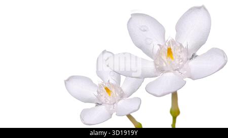 Primo piano isolato due fiori bianchi e gocce d'acqua su sfondo bianco puro. Fiori che assomigliano al gelsomino o alla gardenia aperti e dettagliati con delizia Foto Stock