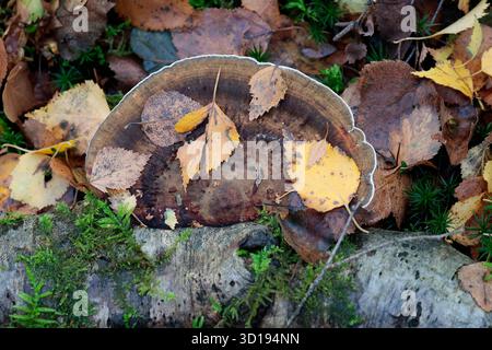 Funghi a staffa Piptoporus betulinus polipore di betulla, semicircolare proveniente dalla superficie superiore del legno morto, fondo marrone buffastro bianco con pori minuscoli Foto Stock