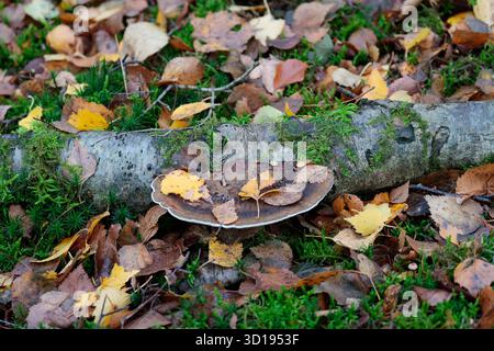 Funghi a staffa Piptoporus betulinus polipore di betulla, semicircolare proveniente dalla superficie superiore del legno morto, fondo marrone buffastro bianco con pori minuscoli Foto Stock