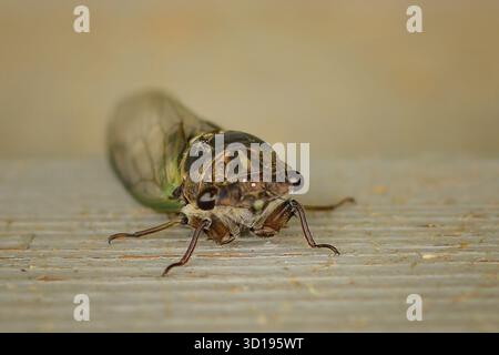 Da vicino Cicada con il bambino appoggiato su una superficie di legno Foto Stock
