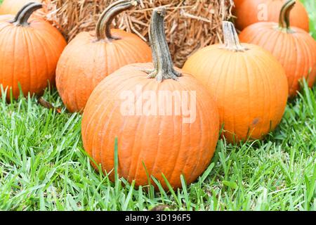 Primo piano di zucche su erba verde con fieno sullo sfondo Foto Stock