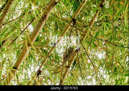Heron con fattura in barca arroccato tra bambù, la fortuna, Costa Rica Foto Stock