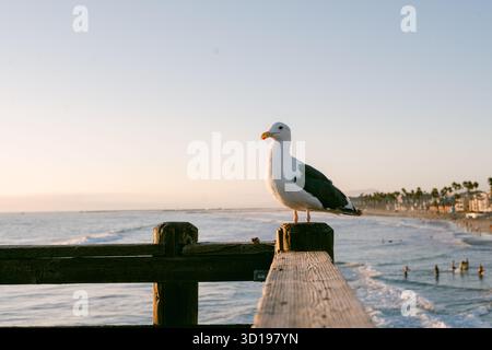 Gabbiano bianco in piedi sul molo con surfisti sullo sfondo Foto Stock