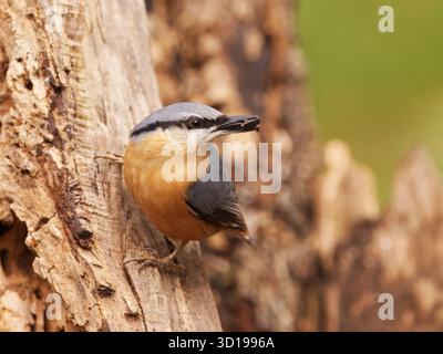 Primo piano di un Nuthatch eurasiatico, Sitta europaea arroccata su un tronco di albero con un seme nel becco, fotografata nella Royal Game Reserve di Praga. Foto Stock