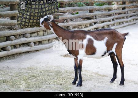 Vista ravvicinata di animali domestici caprini che mangiano cibo Foto Stock