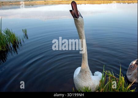 Un cigno bianco canta su un lago sullo sfondo dell'acqua blu in una giornata di sole. Cigno con becco aperto sull'acqua Foto Stock
