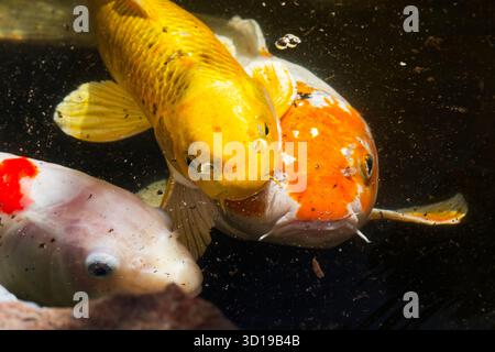 Colorato Koi Foto Stock