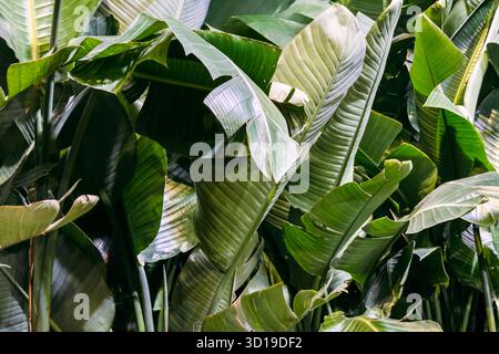 Un gruppo di grandi foglie di banana con pieghe naturali e texture illuminate dal sole in un denso ambiente tropicale. Design biopfilo, cura delle piante tropicali, benessere Foto Stock