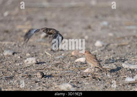 Il trombettista finch è appoggiato su una roccia in un terreno arido con luce naturale soffusa Foto Stock