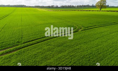 Fotografia con drone di terreni coltivabili verdi vicino a Whitwell e Reepham nel Norfolk settentrionale, Inghilterra, che mostra alberi solitari e siepi. Foto Stock