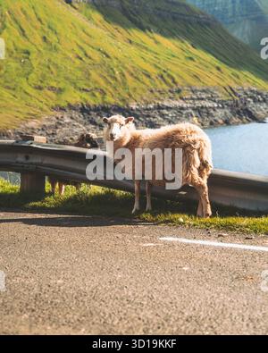 Vista di una pecora in piedi sul ciglio della strada, con colline verdeggianti che si innalzano sullo sfondo e le tranquille acque blu del mare, Norðradalur, Streymoy, Isole Faroe. Foto Stock