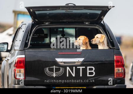 Un paio di Labrador in attesa del loro proprietario sul retro di un pick-up, Blakeney North Norfolk, Regno Unito Foto Stock