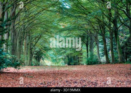 Autunno nei boschi di Felbrigg Hall, North Norfolk, Regno Unito, Foto Stock