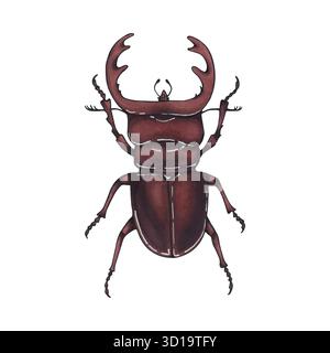 cervo da coleottero. Illustrazione di insetti disegnati a mano, arte dettagliata. Insetto isolato su sfondo bianco Illustrazione Vettoriale