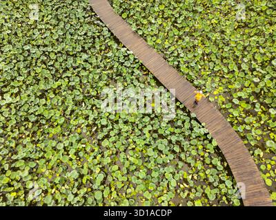Vista aerea di una figura solitaria che cammina lungo un sentiero in legno, circondato da un mare di foglie di loto verde, Hang Múa, Ninh Bình, Vietnam. Foto Stock