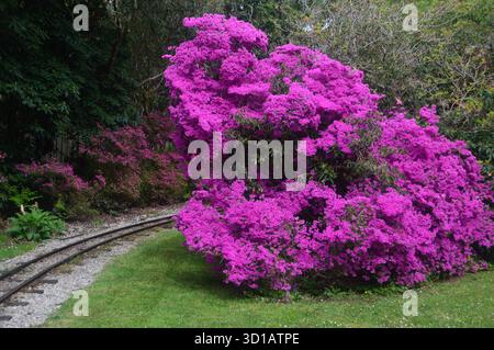 Rosa/Viola Azalea giapponese/Rhododendron Shrub in mostra presso la linea ferroviaria in miniatura a Exbury Gardens, New Forest, Hampshire, Inghilterra, Regno Unito Foto Stock