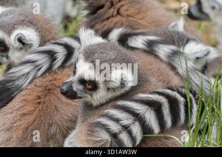 Lemurs Ring-Tailed accoccolati in Grassy Group Foto Stock