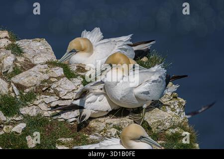 Northern Gannets Nesting su Cliff Foto Stock