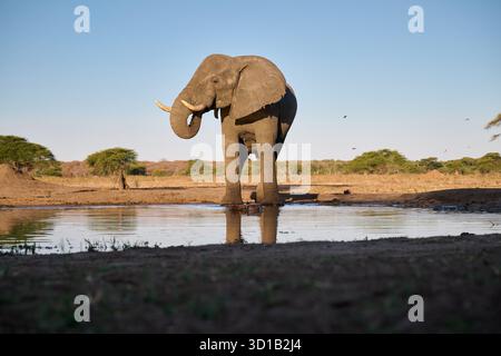 Elefante cespuglio africano maschio (Loxodonta africana) a Waterhole, Senyati Safari Camp, Botswana Africa Foto Stock