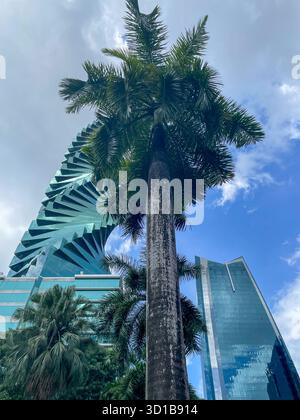 Alte palme sorgono prima di impressionanti grattacieli moderni in vetro e cemento a Panama City, cielo tropicale, vista ad angolo basso. Foto Stock