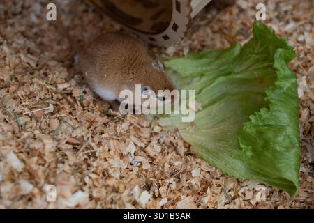 golden gerbil sta mangiando in gabbia, carino roditore. Adatto a temi di zoo ed ecologia. Foto Stock