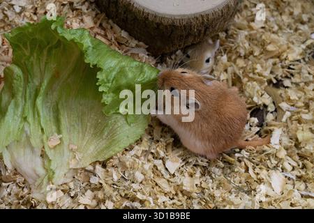 golden gerbil sta mangiando in gabbia, carino roditore. Adatto a temi di zoo ed ecologia. Foto Stock