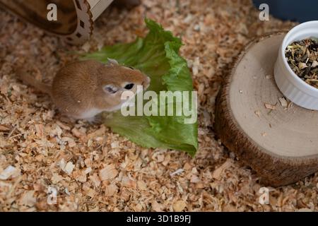 golden gerbil sta mangiando in gabbia, carino roditore. Adatto a temi di zoo ed ecologia. Foto Stock