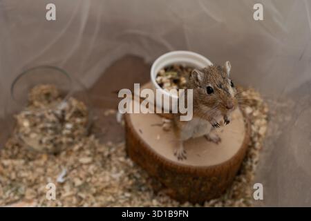 golden gerbil sta mangiando in gabbia, carino roditore. Adatto a temi di zoo ed ecologia. Foto Stock