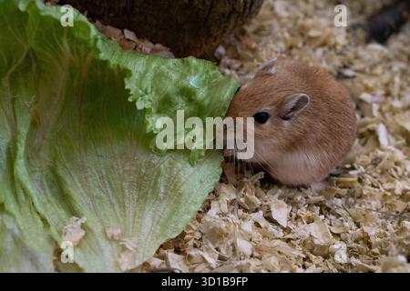 golden gerbil sta mangiando in gabbia, carino roditore. Adatto a temi di zoo ed ecologia. Foto Stock