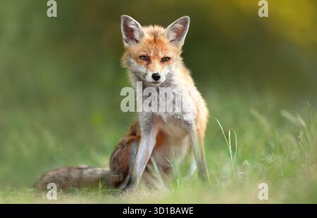 Ritratto a livello degli occhi di una volpe rossa selvaggia (Vulpes vulpes) seduta tranquillamente sull'erba verde in un prato, Regno Unito. Foto Stock