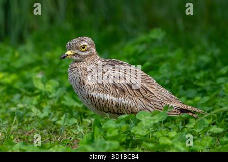 Ritratto del Curlew di pietra eurasiatico/ginocchio spesso eurasiatico (Burhinus oedicnemus) Foto Stock