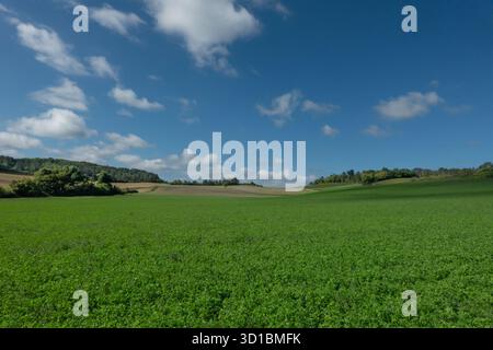 Campo di erba medica in un paesaggio collinare in una giornata di sole Foto Stock