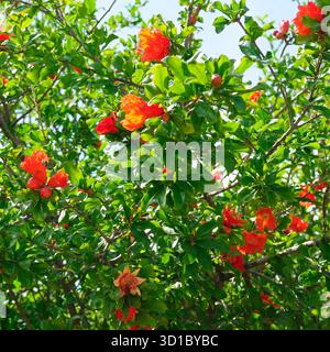 Una vista ravvicinata di un albero di melograno carico di foglie verdi lussureggianti e spettacolari fiori e gemme rosso-arancio sotto un cielo blu. Questa vivace botanica Foto Stock
