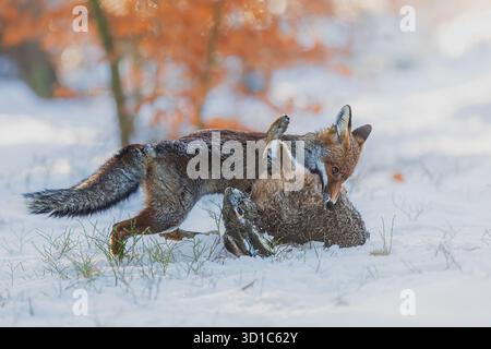 La volpe rossa (Vulpes vulpes) ha catturato un coniglio nella neve Foto Stock