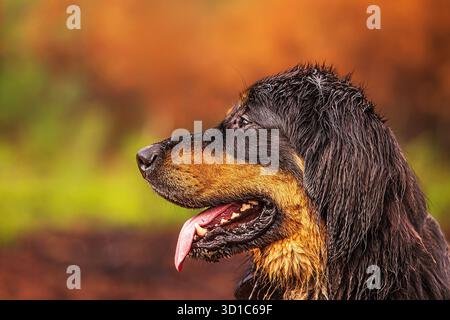 Ritratto nero e dorato di Hovie Dog hovawart con sfondo arancione Foto Stock