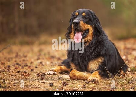 Il cane Hovie nero e dorato hovawart sdraiato in posa Foto Stock