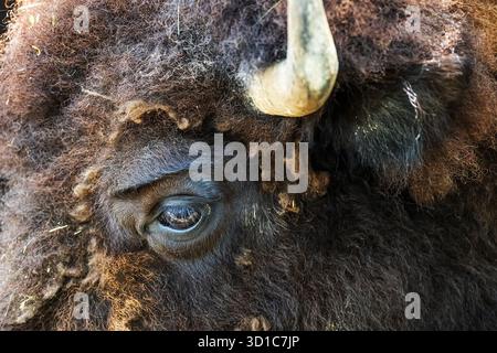 Il bisonte americano (Bison bison; PL.: bison), chiamato anche bufalo americano o semplicemente bufalo (da non confondere con il vero bufalo), è una specie Foto Stock