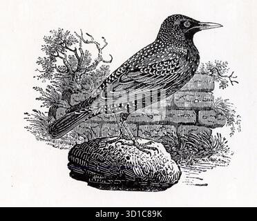 Illustrazione di una starling dal libro A Manual on Wood Engraving di L.A. Doust, con opere di Thomas Bewick Foto Stock