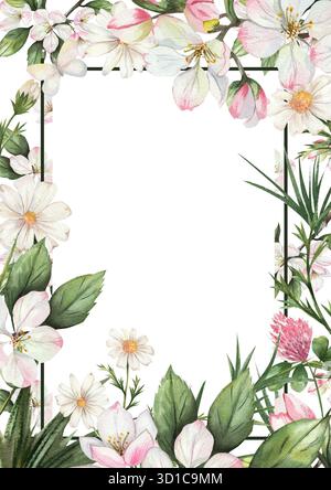 Cornice floreale acquerello con delicati fiori di mele bianchi e rosa, margherite, foglie verdi, trifoglio. Sfondo bianco. Modello di bordo botanico per biglietti d'auguri, inviti, poster. Spazio per il testo Foto Stock
