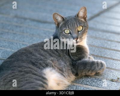 Gatto da strada grigio e bianco adagiato su un marciapiede piastrellato a Gran Canaria. La posa rilassata e lo sguardo diretto trasmettono una presenza tranquilla in un ambiente urbano all'aperto. Foto Stock