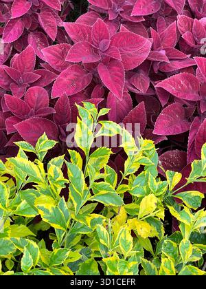 Vibrante contrasto di foglie di coleus magenta profonde con variegate foglie di sambuco verdi e gialle in un giardino Foto Stock