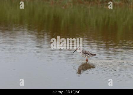 Comune Redshank (Tringa totanus) in cerca di cibo in una laguna della Camargue, in Francia. Foto Stock
